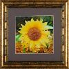 Подсолнух. Принт на холсте.